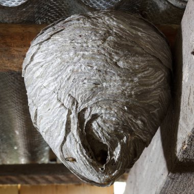 Close-up view of wasp nest
