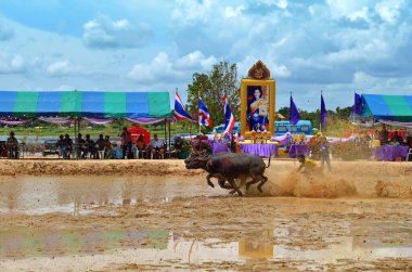 Buffaloes yarış festivali 19 Ağustos 2012 Tayland geleneği