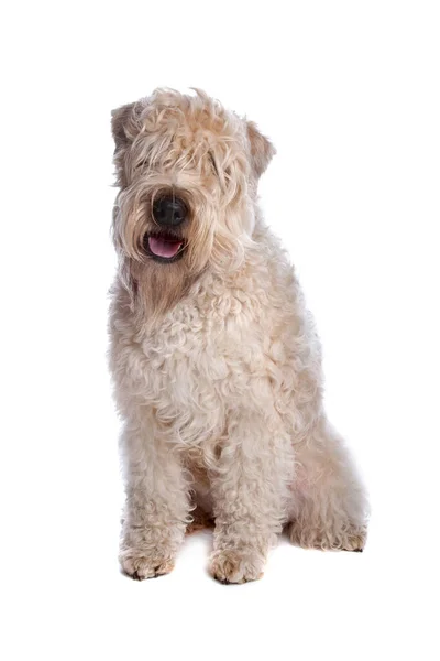 Soft Coated Wheaten Terrier Dog — Stock Photo, Image