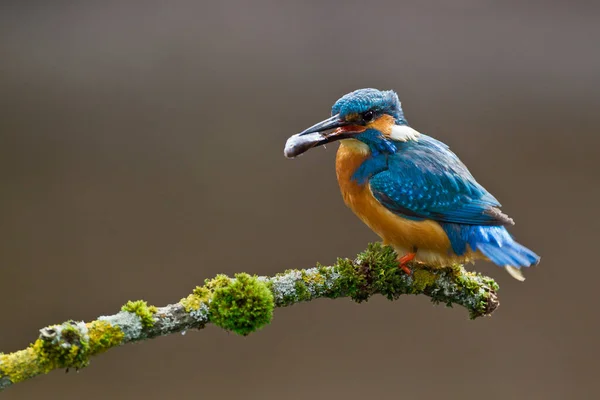 Zblízka Pohled Ptáka Přírodním Prostředí — Stock fotografie