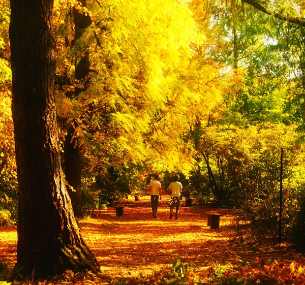 Красивый Осенний Пейзаж Деревом Парке — стоковое фото