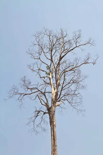 Mavi Gökyüzüne Karşı Ölü Ağaç — Stok fotoğraf