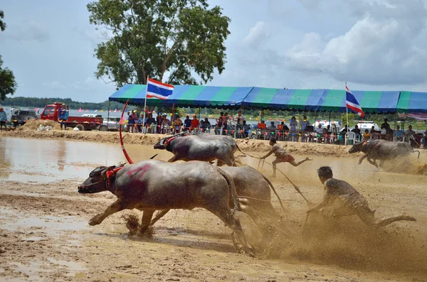 Buffaloes Yarış Festivali Ağustos 2012 Tayland Geleneği — Stok fotoğraf