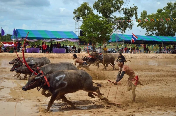 Festival Carreras Búfalos Agosto 2012 Tradición Tailandia — Foto de Stock