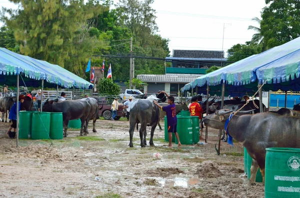 Buffaloes Yarış Festivali Ağustos 2012 Tayland Geleneği — Stok fotoğraf