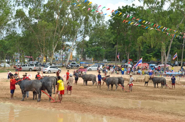 Buffaloes Racing Festival August 2012 Tradition Thailand — Stock Photo, Image