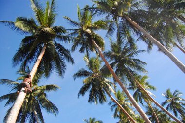 coconut Palm çocuk tırmanıyor