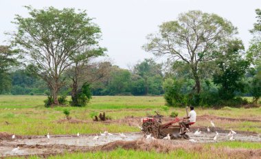 bir adamla motor pulluk bir pirinç alanında, sri lanka