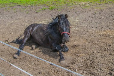 Melez at, tırıs. Yaklaş.