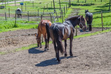 ATI, Equus ferus caballus