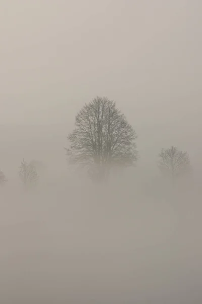 Δέντρα Στην Πρωινή Ομίχλη Φύση — Φωτογραφία Αρχείου