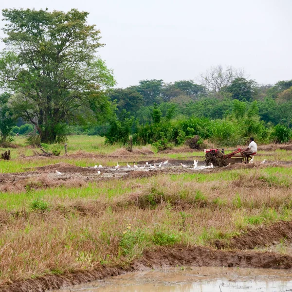 Man Motor Plow Rice Field Sri Lanka — Stock Photo, Image