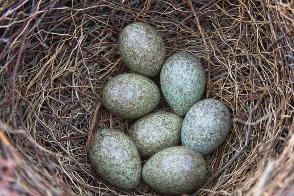 Magpie eggs in nest, close up