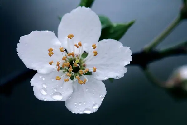 Közeli Kilátás Gyönyörű Virágzó Virágok — Stock Fotó