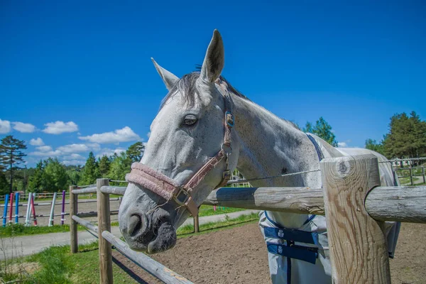 Paard Equus Ferus Caballus Close — Stockfoto