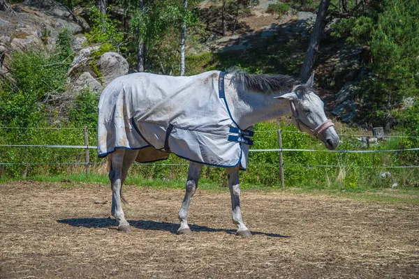 Caballo Equus Ferus Caballus — Foto de Stock
