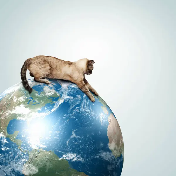 Siamese Cat Playing Globe — Stock Photo, Image