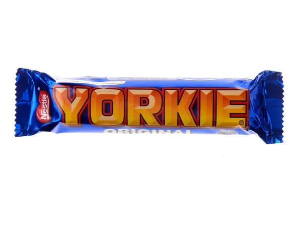 Beyaz Arkaplanda Yorkie Çikolatası — Stok fotoğraf