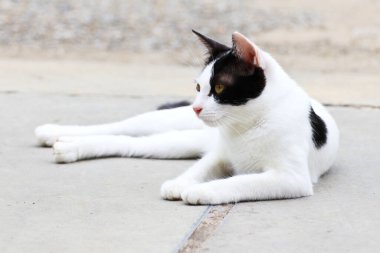 Güzel bir kedi manzarası.
