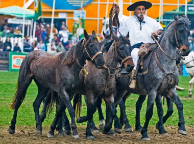 Montevideo Uruguay - Eylül 2008: Gaucho Prado Fuarı 'nda bir at gösterisinde