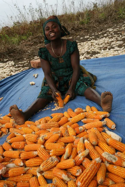Mujer Africana Con Cosecha Maíz — Foto de Stock