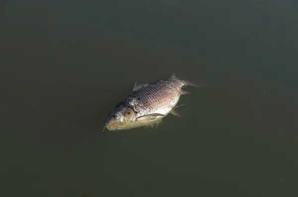 Çürümüş Balıklar Sinekler Solucanlar — Stok fotoğraf