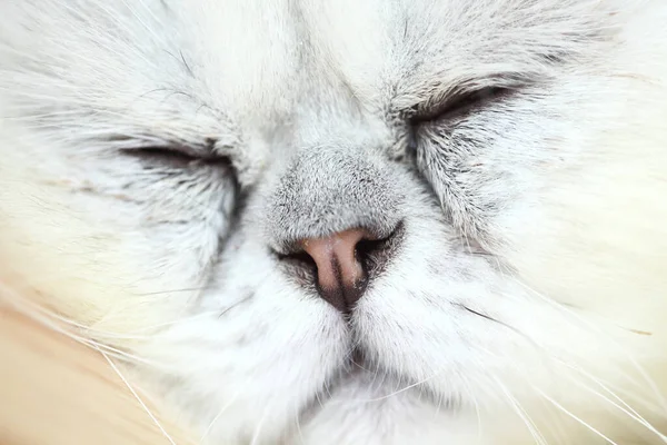 Lui Slapende Perzische Kat — Stockfoto