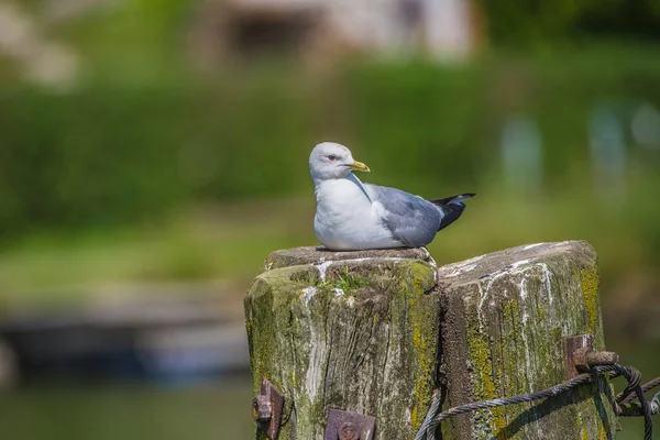 Closeup Gull Pole Blurred Background — Stock Photo, Image