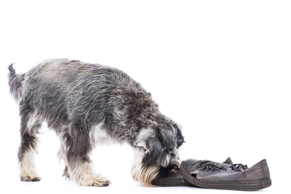 Schnauzer investigating a pair of shoes isolated