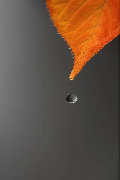 Drop Water Autumn Leaf Gray Bottom — Stock Photo, Image
