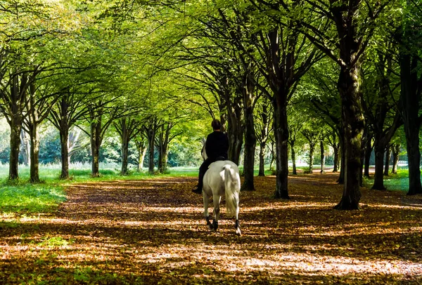 Rider White Horse Riding Autumn Forest — Stock Photo, Image