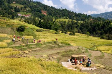 Harvest - Katmandu Vadisi - Nepal