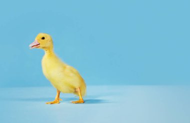 mavi arka plan üzerinde ördek yavrusu