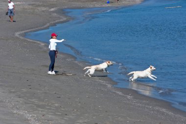 köpeklerle plajda İspanya oynayan kadın