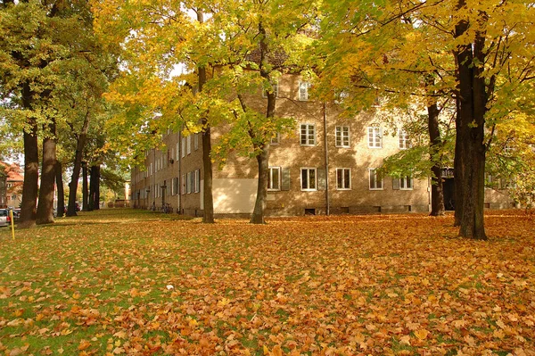 建物と秋の葉 — ストック写真