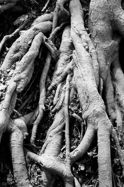 Ağacın Kökleri Bitki Örtüsü Doğa — Stok fotoğraf