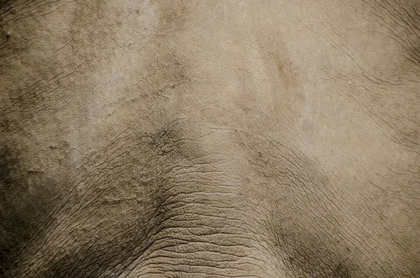 Abstrait Texturé Fond Peau Rhino — Photo