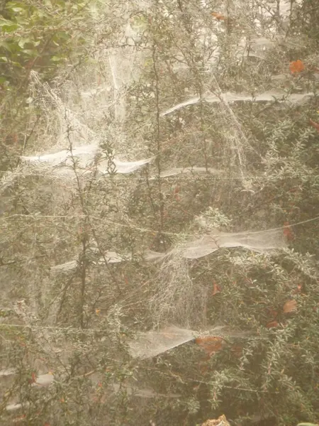 Spiderwebs Forest — Stock Photo, Image