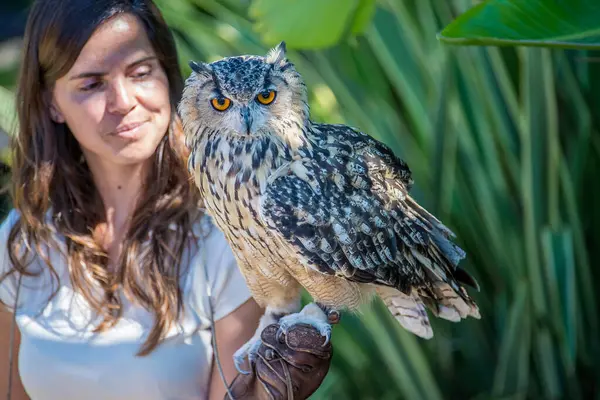 Kadın ve Avrasya kartalı baykuşu, bubo bubo