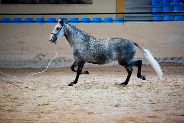 西班牙纯种马的功能性检验 — 图库照片