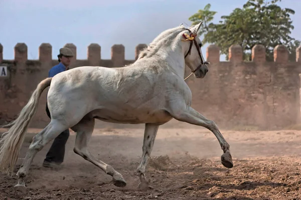 Biały Koń Czystej Rasy Hiszpański Jogging — Zdjęcie stockowe