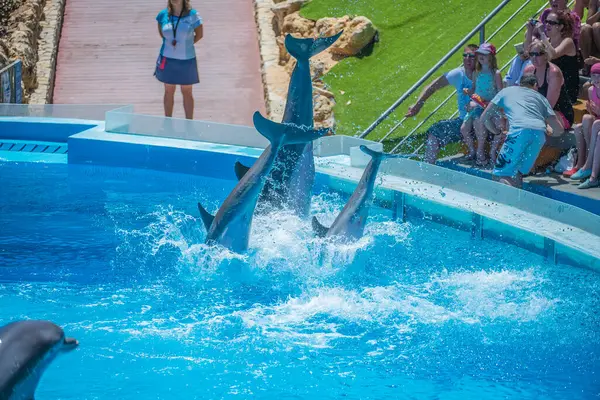 Delfines Voladores Delfinario — Foto de Stock