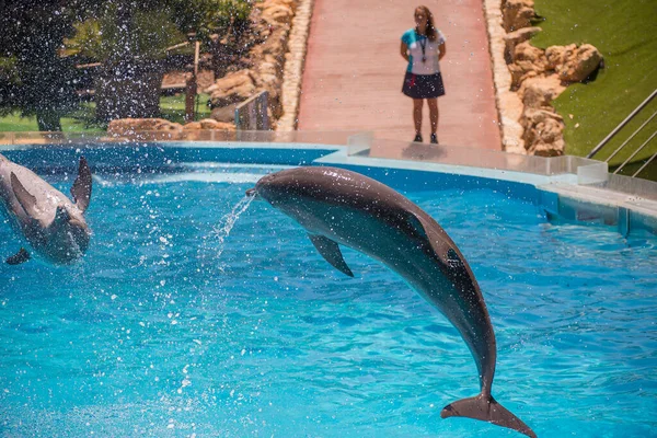 Fliegende Delfine Delfinarium — Stockfoto