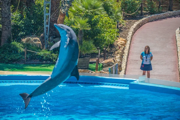 Fliegender Delfin Delfinarium — Stockfoto