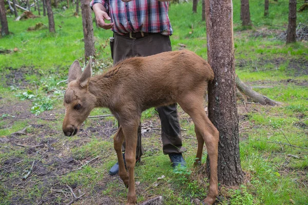 Man Moose Wildlife Park Female Calf — Stock Photo, Image