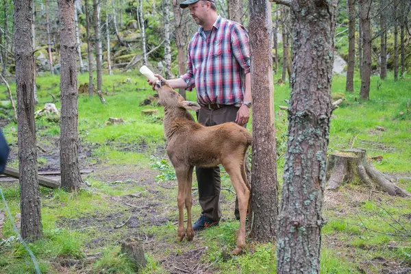 Man Moose Wildlife Park Female Calf — Stock Photo, Image
