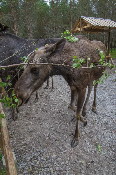 Moose Wildlife Park — Stock Photo, Image