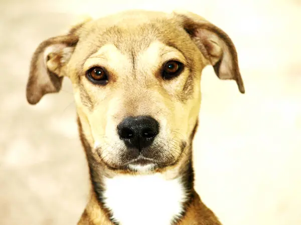 Dog Portrait Shelter — Stock Photo, Image