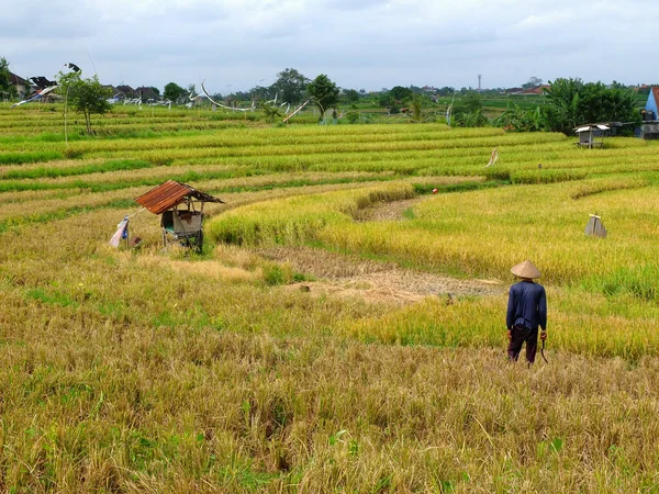 Mâle Agriculteur Dans Ricefield — Photo