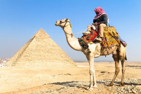 Man Camel Vid Giza Pyramides Kairo Egypten — Stockfoto